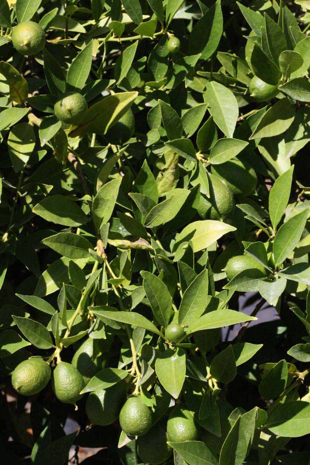              Sun leaves (Riverside, CA)       